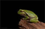 Laubfrosch_vor_schwarz.JPG