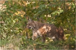 Luchs3.jpg