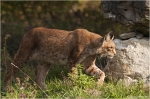 Luchs4.jpg