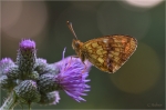 Maedesuess-Perlmutterfalter_019.jpg