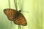 Maedesuessperlmutterfalter_022c.JPG