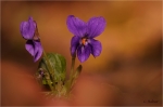 Maerz-Veilchen_020.JPG