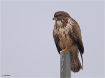 Maeusebussard_winter.JPG