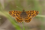 Magerrasen-Perlmutterfalter_018.JPG