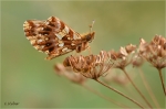 Magerrasen-Perlmuttfalter_020b.JPG