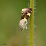 Malveneule_Acontia_lucida.JPG