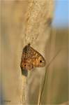 Mauerfuchs019.JPG