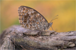 Mauerfuchs_022.JPG