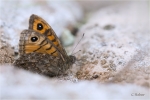 Mauerfuchs_4.JPG