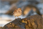 Meerstrandlaeufer4.jpg