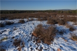 Mehlinger_Heide_021a.JPG