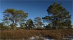 Mehlinger_Heide_021b.jpg