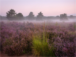 Mehlinger_Heide_in_Bluete.JPG