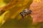 Mistbiene_w_herbst.jpg