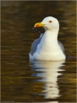 Mittelmeermoewe_ad7.jpg