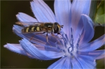 Mondfleckfeldschwebfliege.JPG