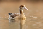 Nilgans_jung_Januar.JPG