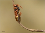 Nomada_bifasciata_1.JPG