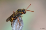 Nomada_goodeniana_1.JPG