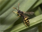 Nomada_sp_3.JPG