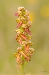 Ohnhorn_020a.JPG