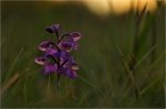 Orchis_morio_019a.JPG