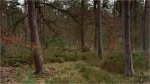 Ordenswald_020a.JPG