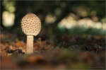 Parasol_im_licht.JPG
