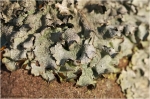 Parmelia_saxatilis1.JPG