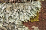 Parmelia_saxatilis2.JPG