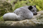 Polarfuchs.JPG