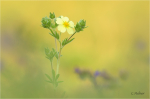 Potentilla_recta_1.jpg