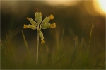 Primula_veris_019.JPG