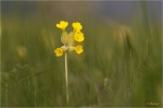 Primula_veris_vogesen.JPG