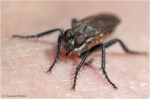 Raubfliege_sp1.JPG
