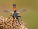 Raupenfliege_Cylindromyia__pilipes_020.JPG