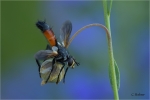 Raupenfliege_Cylindromyia_pilipes_2.JPG