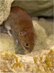 Roetelmaus2.JPG