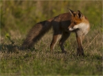 Rotfuchs_blickt_zurueck.JPG