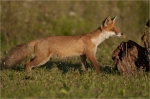 Rotfuchs_jung_28229.JPG