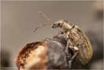 Ruesselkaefer_Phyllobius1.JPG