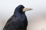Saatkraehe_adult_015.JPG