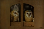 Schleiereulen_020.JPG