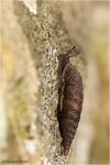 Schliessmundschnecke1.jpg