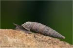Schliessmundschnecke_2.jpg