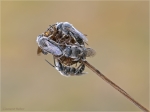 Schmalbienen_lasioglossum.JPG