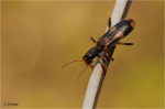Schoener_Buntkaefer_Opilo_mollis.JPG
