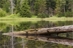 Schwarzwald_Wildsee.JPG