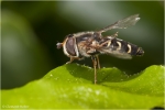 Schwebfliege_sp3.JPG