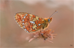 Silberfleck-Perlmutterfalter_2.JPG
